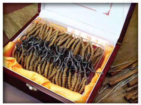 九合垸原种场冬虫夏草回收